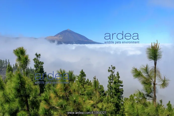 : Canary Island pine (Pinus canariensis) in front : Canary Island pine (Pinus canariensis) in front
