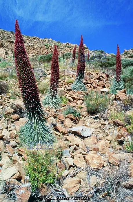 : CANARY ISLAND - PLANTS, Red Tajinaste - in blossom : CANARY ISLAND - PLANTS, Red Tajinaste - in blossom