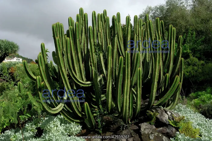 : Canary Island Spurge - this plant is endemic to : Canary Island Spurge - this plant is endemic to