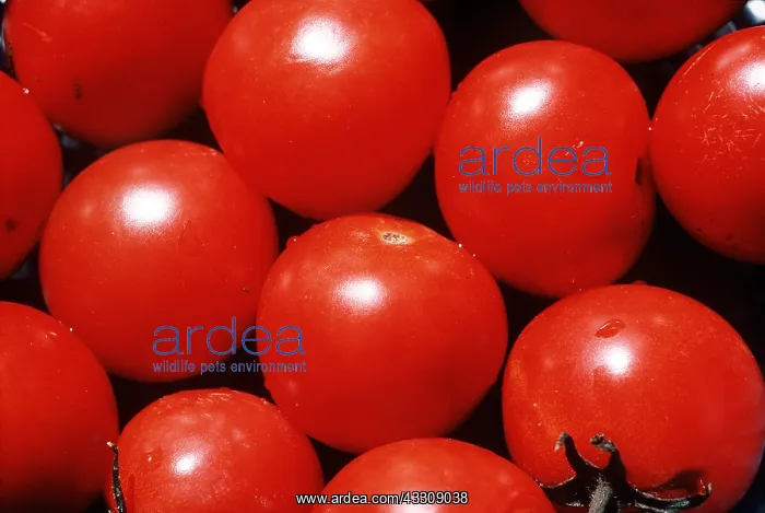 : CANARY ISLAND TOMATOES : CANARY ISLAND TOMATOES