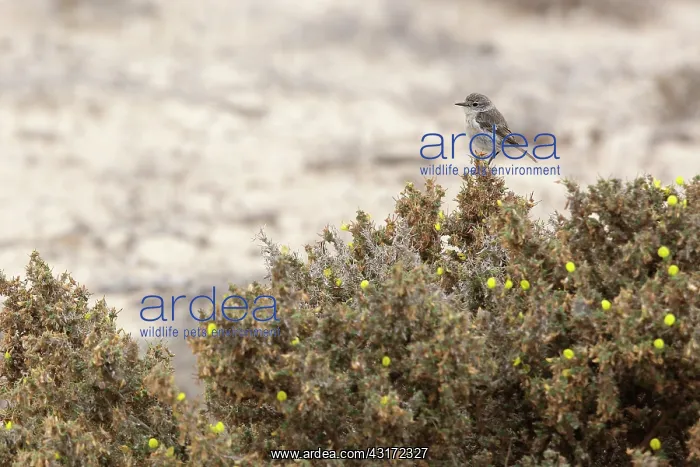 : Canary Islands Chat : Canary Islands Chat