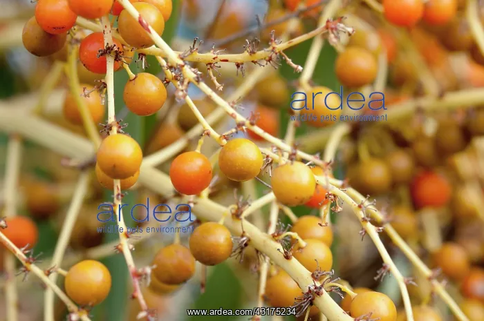 : Canary Islands dragon tree, Dracaena draco, mass of orange c : Canary Islands dragon tree, Dracaena draco, mass of orange c