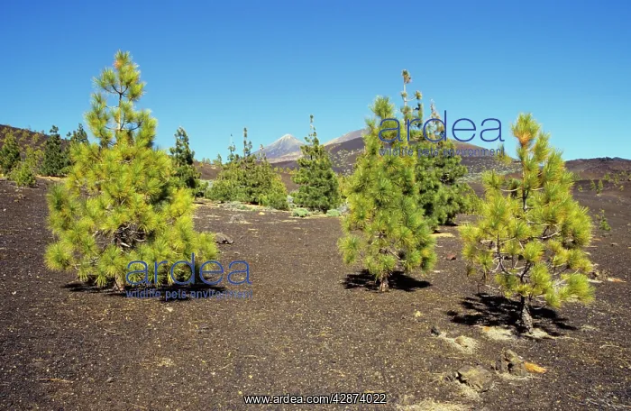 : CANARY ISLANDS - forest of Canary pines (Canary-endemic) : CANARY ISLANDS - forest of Canary pines (Canary-endemic)