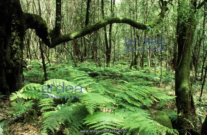 : CANARY ISLANDS - moss-grown laurel trees in the : CANARY ISLANDS - moss-grown laurel trees in the