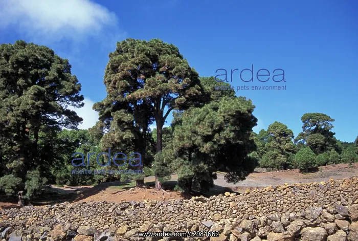 : Canary Islands Pine : Canary Islands Pine
