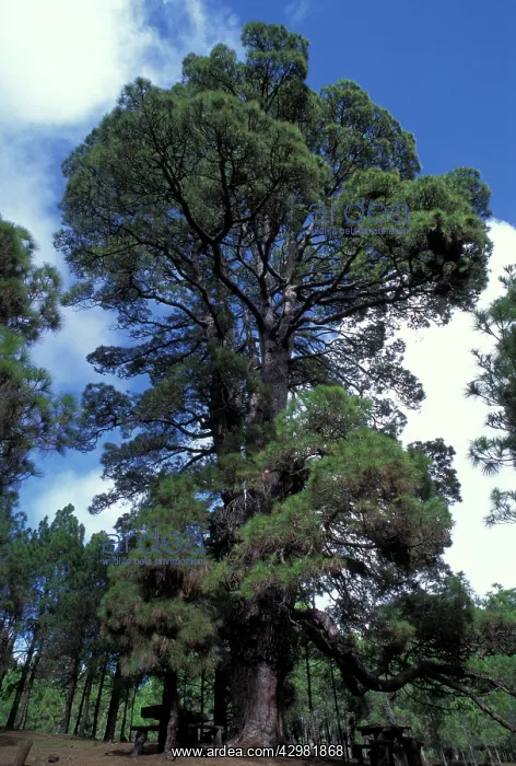 : Canary Islands Pine : Canary Islands Pine