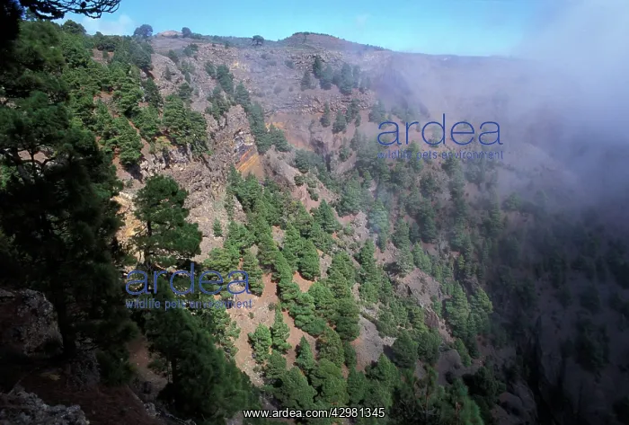 : Canary Islands Pine - Clouds cliff and forest : Canary Islands Pine - Clouds cliff and forest