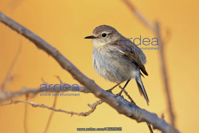 : Canary islands stonechat (Saxicola dacotiae), female : Canary islands stonechat (Saxicola dacotiae), female