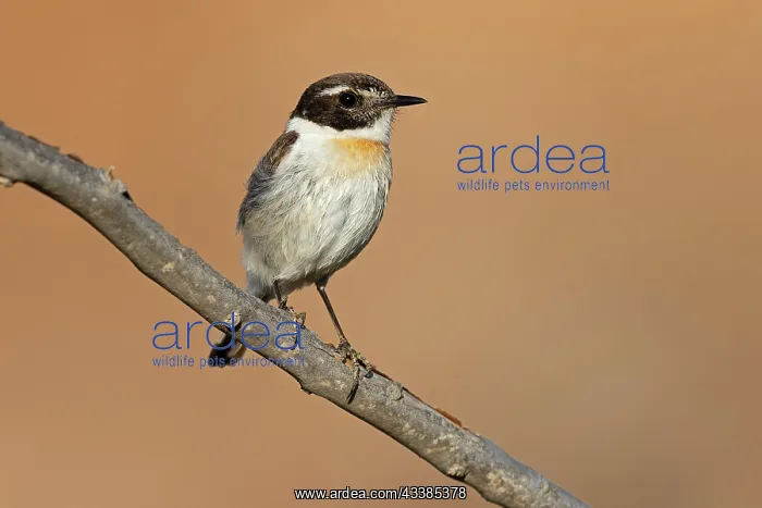  : Canary islands stonechat (Saxicola dacotiae), male