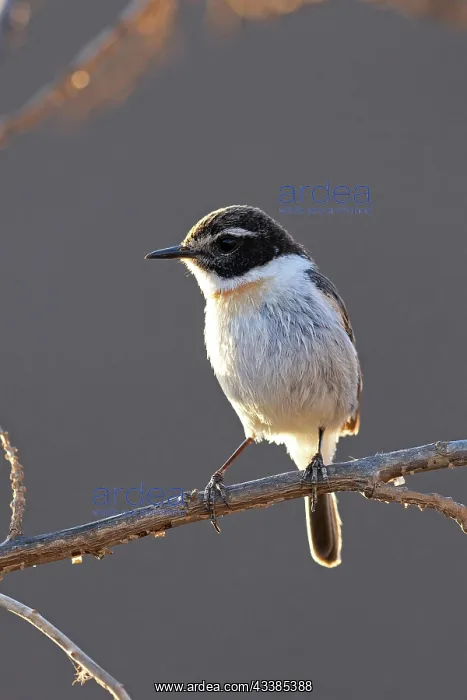 : Canary islands stonechat (Saxicola dacotiae), male : Canary islands stonechat (Saxicola dacotiae), male