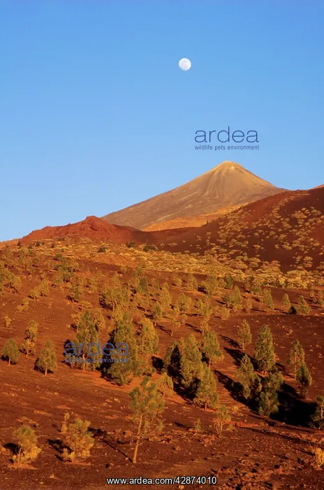 : Canary Islands, Tenerife - Forest of Canary Pines : Canary Islands, Tenerife - Forest of Canary Pines