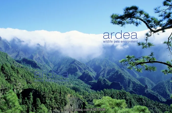 : CANARY ISLANDS - the tradewinds carry the clouds : CANARY ISLANDS - the tradewinds carry the clouds