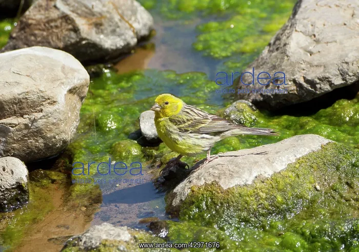 : Canary - male by water : Canary - male by water