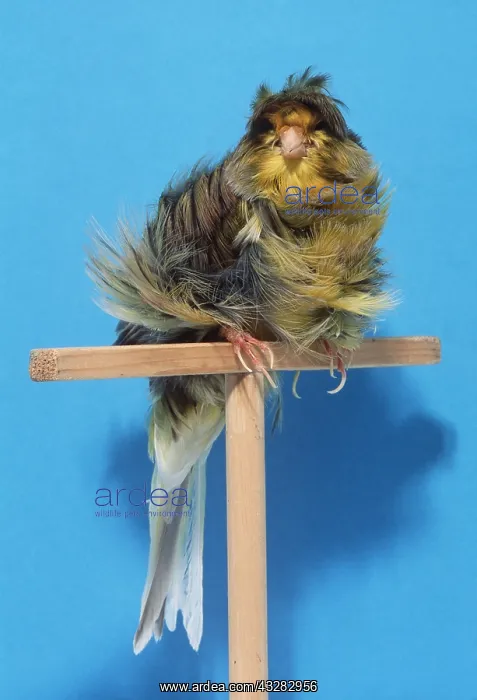 : CANARY - ON PERCH, Variegated Parisien Frill : CANARY - ON PERCH, Variegated Parisien Frill