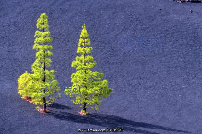 : Canary pines on the island of Tenerife (Canary Islands) : Canary pines on the island of Tenerife (Canary Islands)