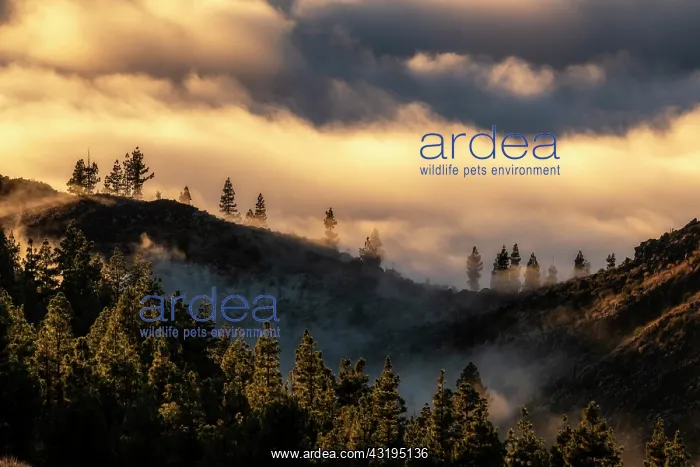 : Canary pines and sea of clouds on the island of : Canary pines and sea of clouds on the island of