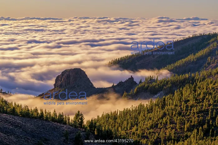 : Canary pines and sea of clouds on the island of : Canary pines and sea of clouds on the island of