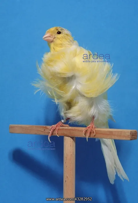 : CANARY - Plain-head Padovan, Italian type : CANARY - Plain-head Padovan, Italian type