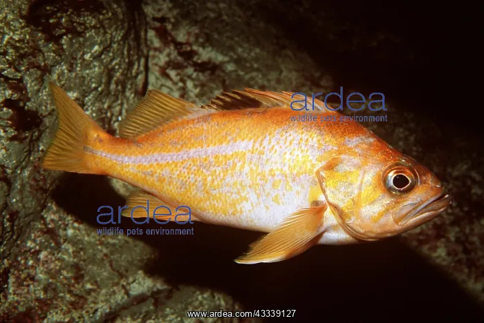 : CANARY ROCKFISH - whole body, showing lateral line : CANARY ROCKFISH - whole body, showing lateral line