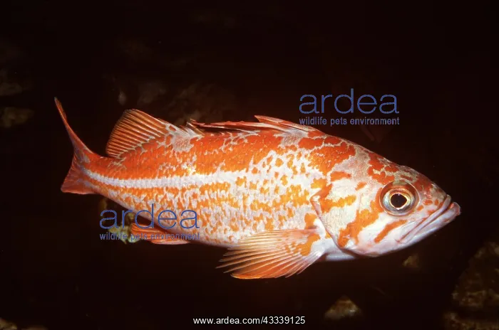 : Canary Rockfish - showing lateral line : Canary Rockfish - showing lateral line