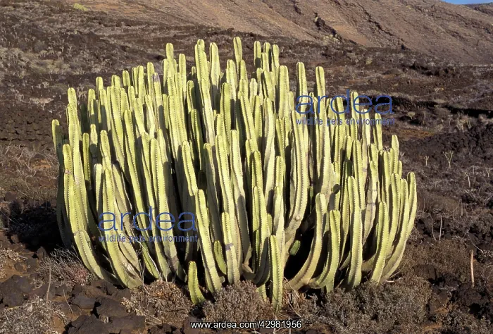 : Canary Spurge / Branched Candlestick : Canary Spurge / Branched Candlestick