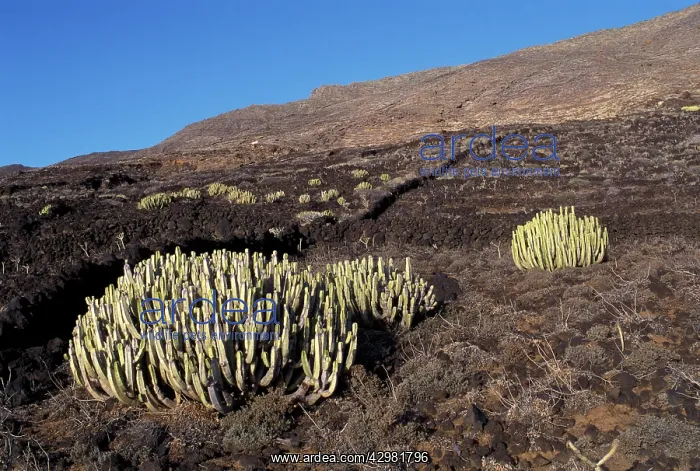 : Canary Spurge / Branched Candlestick - Volcanic : Canary Spurge / Branched Candlestick - Volcanic