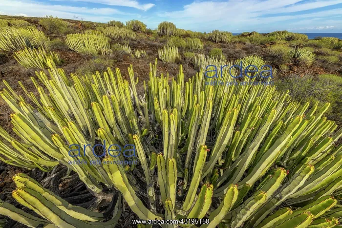 : Canary spurge (Euphorbia canariensis) on the island : Canary spurge (Euphorbia canariensis) on the island