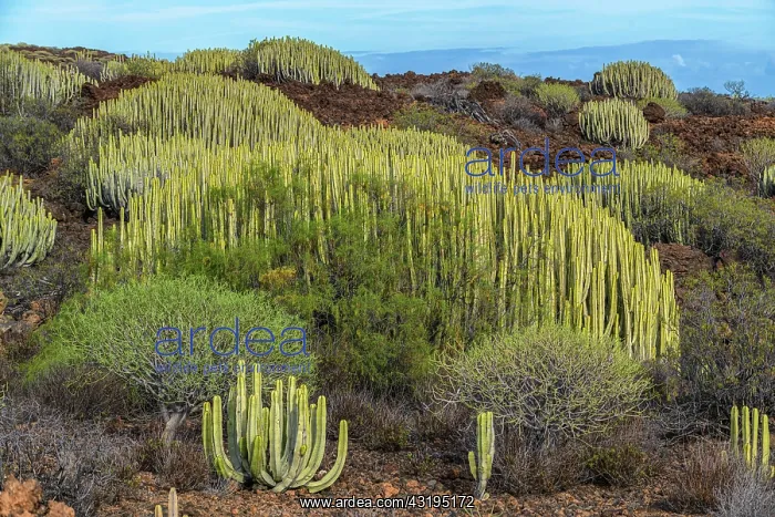 : Canary spurge (Euphorbia canariensis) on the island : Canary spurge (Euphorbia canariensis) on the island