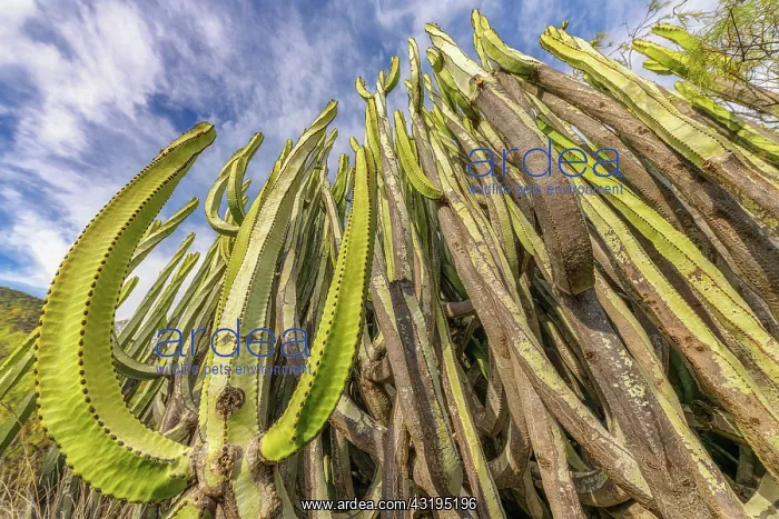 : Canary spurge (Euphorbia canariensis) on the island : Canary spurge (Euphorbia canariensis) on the island