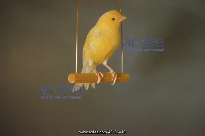: Canary on swing : Canary on swing