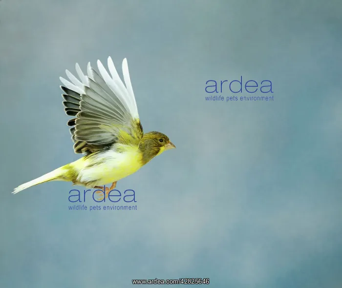: Canary - Variegated fife in flight side view wings : Canary - Variegated fife in flight side view wings