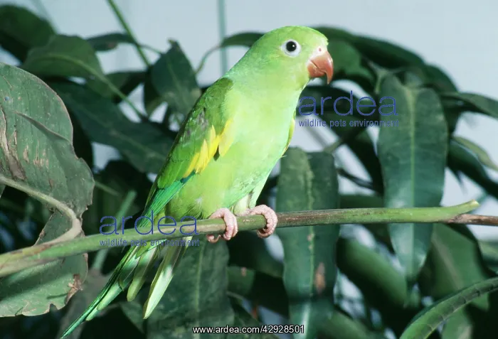 : Canary-winged Parakeet : Canary-winged Parakeet