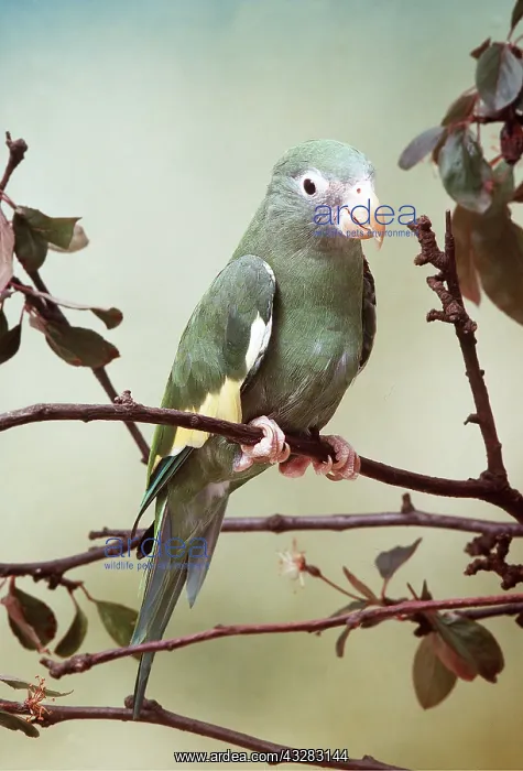 : CANARY WINGED PARAKEET - on branch : CANARY WINGED PARAKEET - on branch