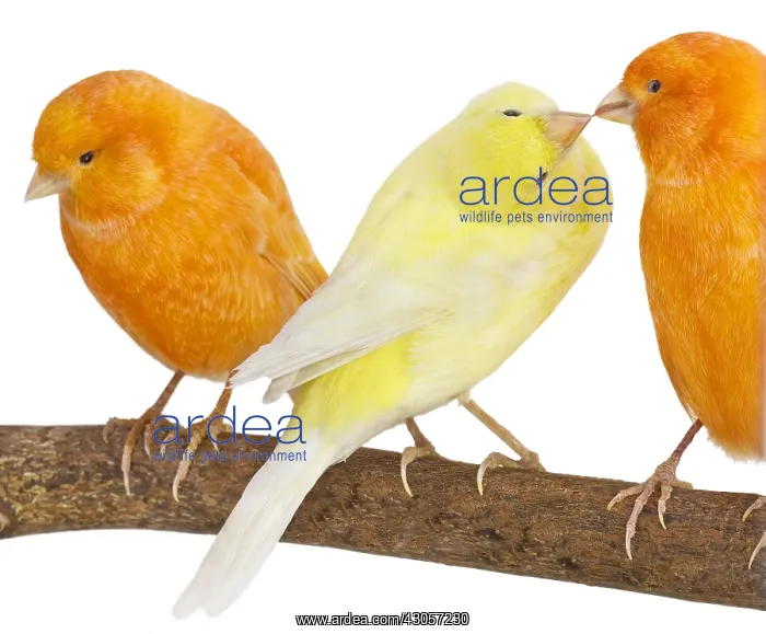 : Canary yellow and orange on a branch : Canary yellow and orange on a branch