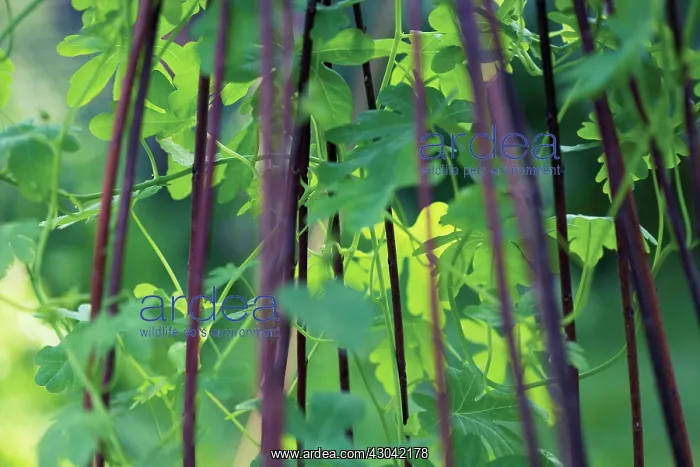 : CanaryCreeper : CanaryCreeper