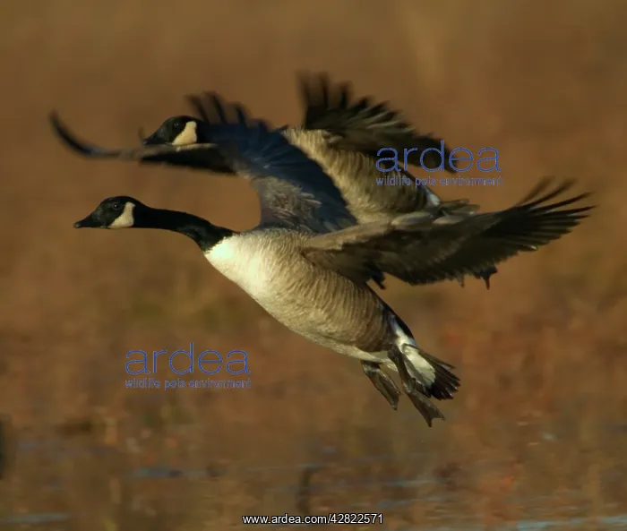 : Canda Geese - In flight : Canda Geese - In flight
