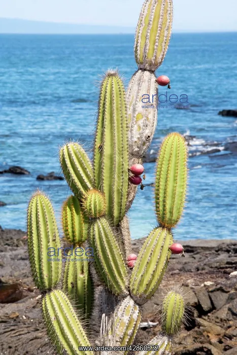 : Candelabra cactus : Candelabra cactus