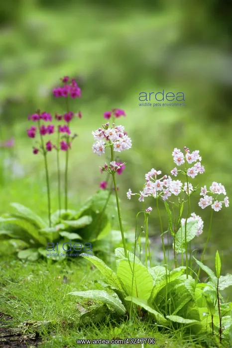 : Candelabra primula : Candelabra primula
