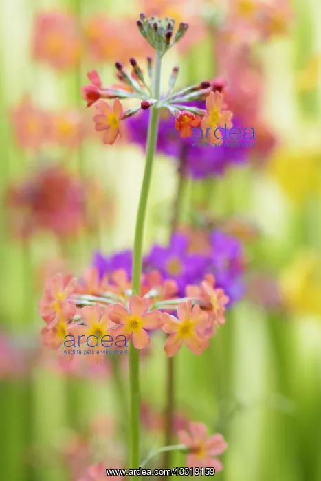 : Candelabra primula, Primula bulleyana, Peach subject : Candelabra primula, Primula bulleyana, Peach subject
