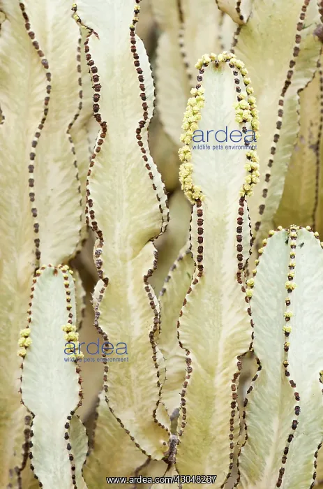 : Candelabra tree : Candelabra tree