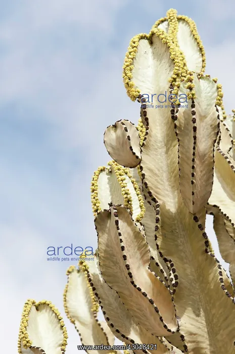 : Candelabra tree : Candelabra tree