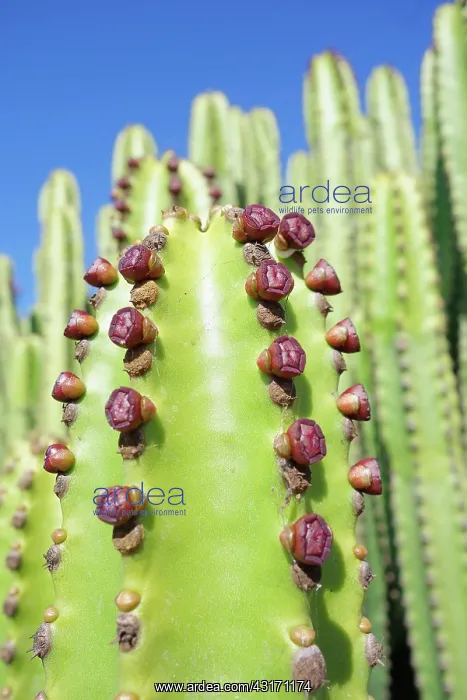 : Candelabra tree, Euphorbia candelabrum, Side view showing pa : Candelabra tree, Euphorbia candelabrum, Side view showing pa