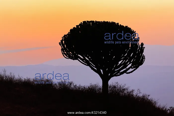 : Candelabra Tree silhouetted at sunrise : Candelabra Tree silhouetted at sunrise