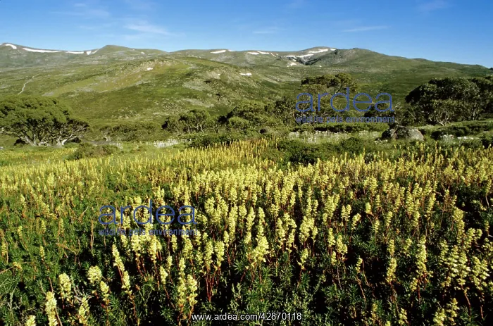 : Candle Heath - Charlottes Pass : Candle Heath - Charlottes Pass
