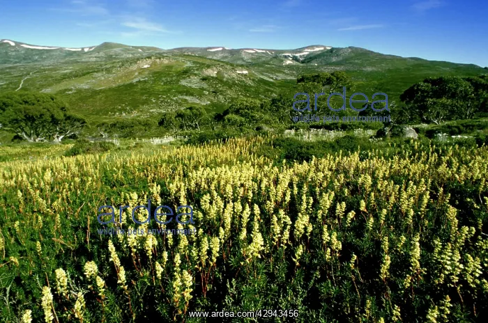 : Candle heath (Richea continentis) at Charlottes : Candle heath (Richea continentis) at Charlottes