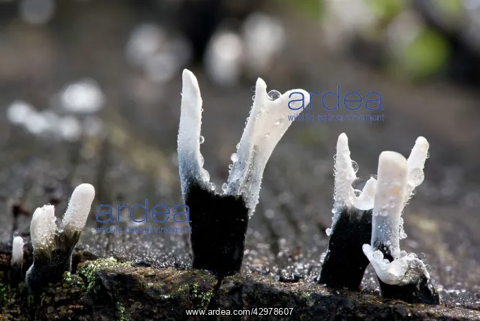 : Candle-snuff fungus - in Great Wood : Candle-snuff fungus - in Great Wood