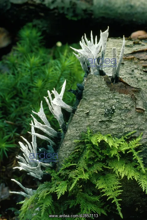: Candle-snuff / Stag Horn Fungi - poisonous. Growing : Candle-snuff / Stag Horn Fungi - poisonous. Growing