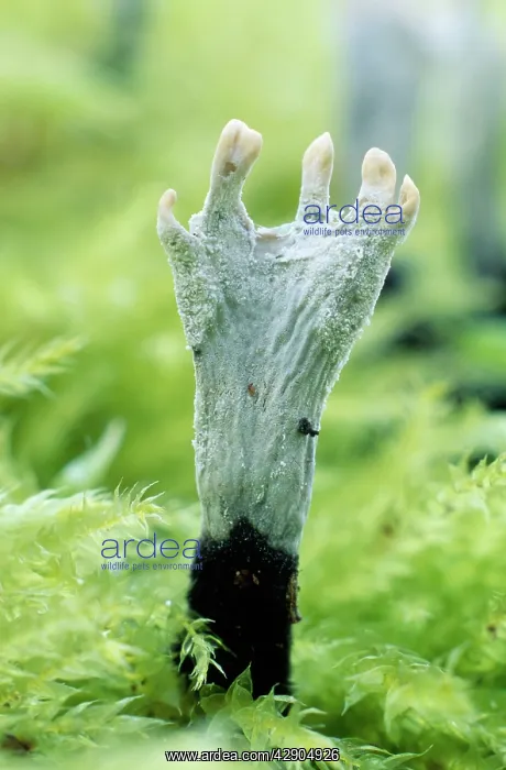 : Candle-snuff / Stag's horn Fungi - growing on tree stump : Candle-snuff / Stag's horn Fungi - growing on tree stump