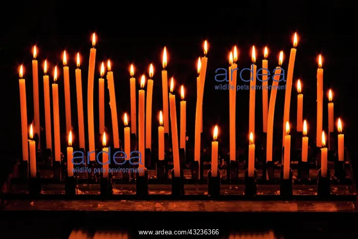 : Candles in interior of Oratorio di San Giovanni : Candles in interior of Oratorio di San Giovanni