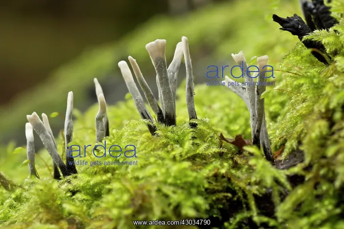  : Candlesnuff Fungus on mossy log Autumn Wilts, UK